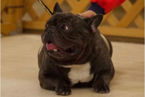 販売中のフレンチブルドッグの親犬